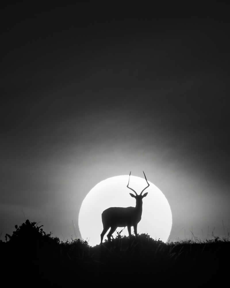 Wildlife Photography by Preeti and Prashant