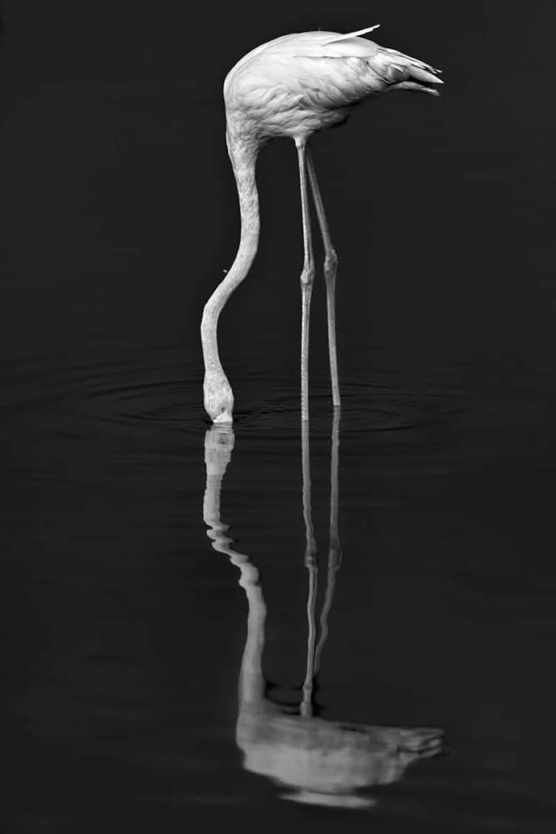 Wildlife Photography by Preeti and Prashant