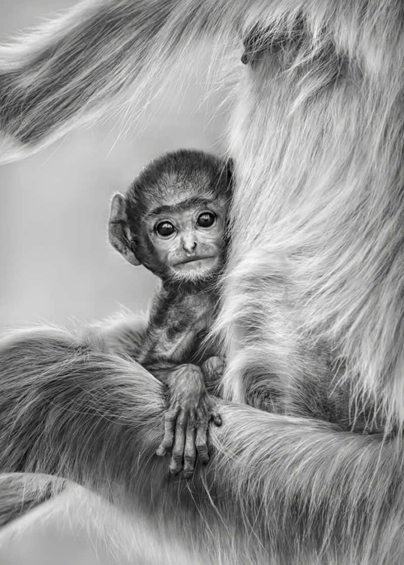 Wildlife Photography by Preeti and Prashant