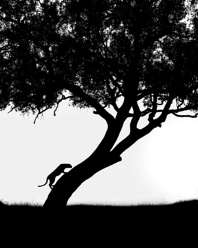 Wildlife Photography by Preeti and Prashant