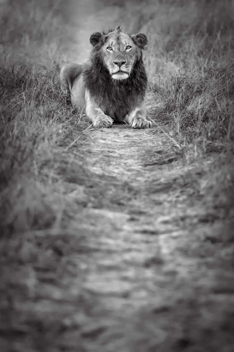 Wildlife Photography by Preeti and Prashant