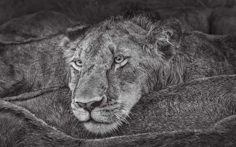 Wildlife Photography by Preeti and Prashant