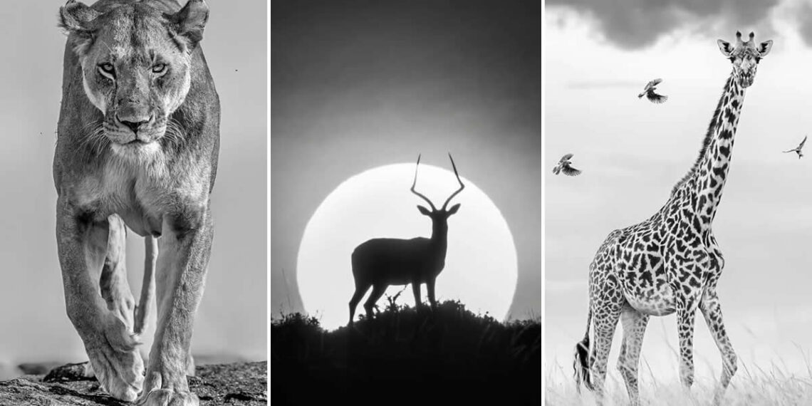 Wildlife Photography by Preeti and Prashant