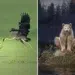 25 Outstanding Wildlife Winners of the 2025 Refocus Photographer of the Year Awards 73 A heron catching a snake in a marsh, and a spirit bear sitting on a mossy rock