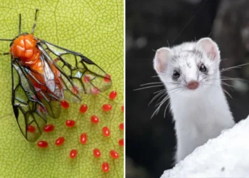 A red insect laying eggs on a leaf, and a white stoat peering over snow