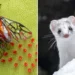 A red insect laying eggs on a leaf, and a white stoat peering over snow