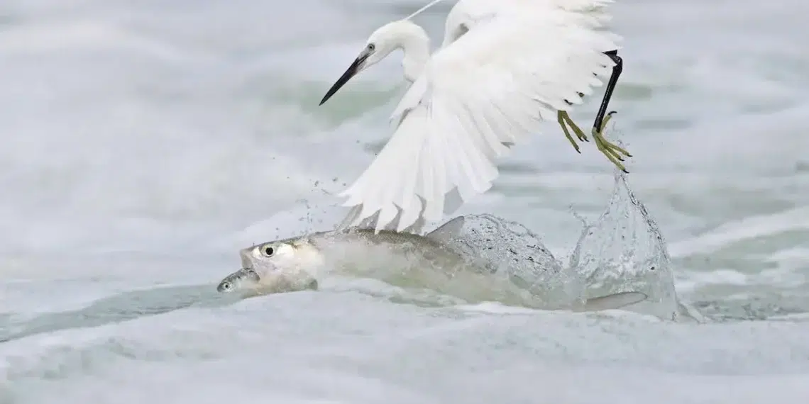 A white egret snatching a fish from churning surf