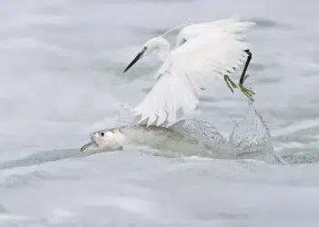 A white egret snatching a fish from churning surf