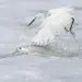 A white egret snatching a fish from churning surf