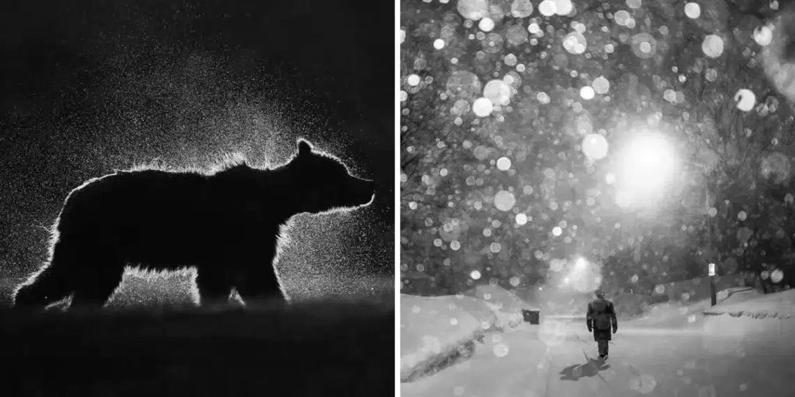 Black and white wildlife and winter scene