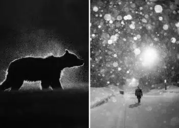 Black and white wildlife and winter scene