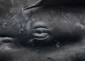 Underwater close-up of a whale's eye