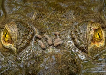 Close up of crocodile eyes in water