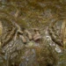 27 Capturing Ecology Photo Contest 2025 Winners That Reveal Nature’s Raw Beauty 43 Close up of crocodile eyes in water