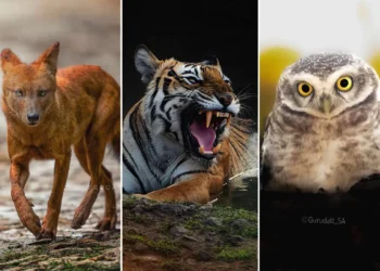 Dhole, roaring tiger, and owl, wildlife photography by Gurudatt SA