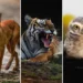 Dhole, roaring tiger, and owl, wildlife photography by Gurudatt SA
