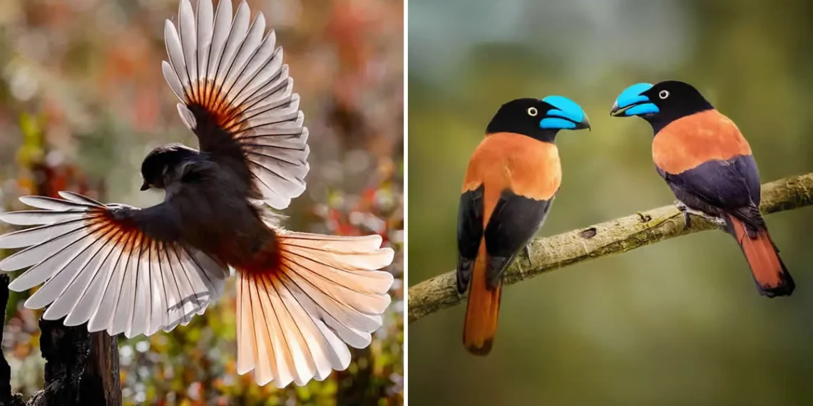 Flying bird and blue beaked pair