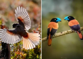 Flying bird and blue beaked pair