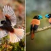 Flying bird and blue beaked pair