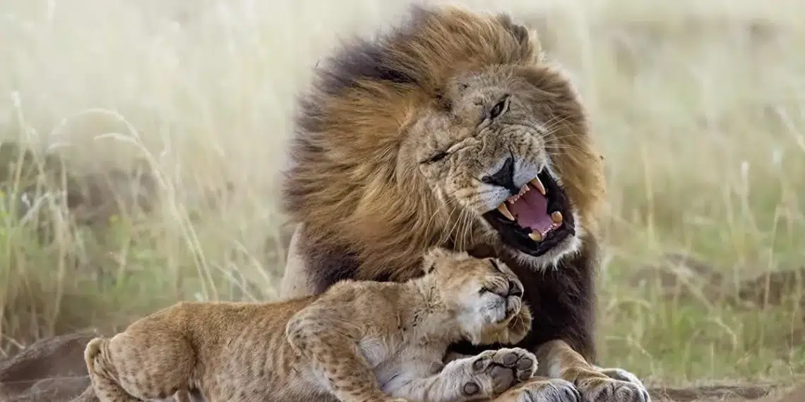 Lion and cub in the wild