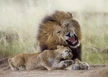 Lion and cub in the wild