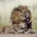 Lion and cub in the wild