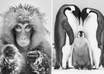 Macaque and penguins in black and white photos