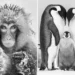 Macaque and penguins in black and white photos