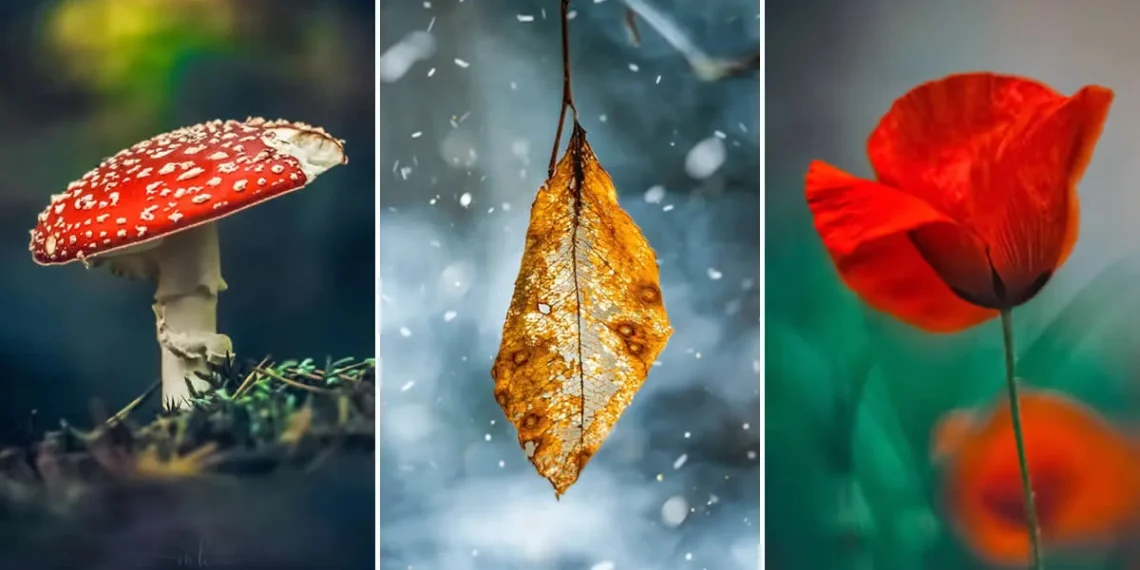 Macro triptych of a red toadstool, a dried leaf in snow, and a red poppy