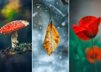 Macro triptych of a red toadstool, a dried leaf in snow, and a red poppy