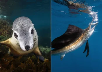 Sea lion underwater and sailfish hunting prey