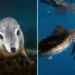 Sea lion underwater and sailfish hunting prey