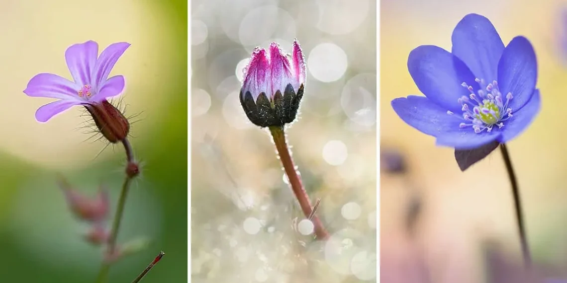 Three macro shots of wildflowers pink, budding, and blue blooms flower photography by Barbora Polivkova