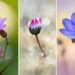 Three macro shots of wildflowers pink, budding, and blue blooms flower photography by Barbora Polivkova