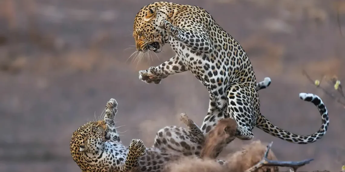 Two leopards fighting in the wild