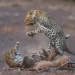 Two leopards fighting in the wild