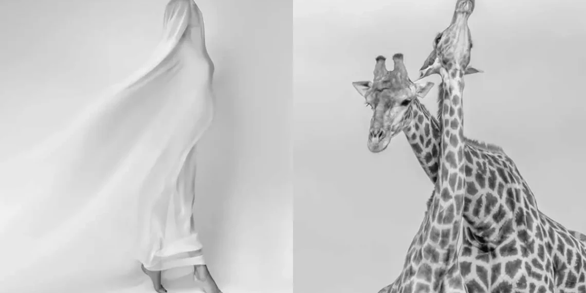 Veiled figure in motion; two giraffes portrait