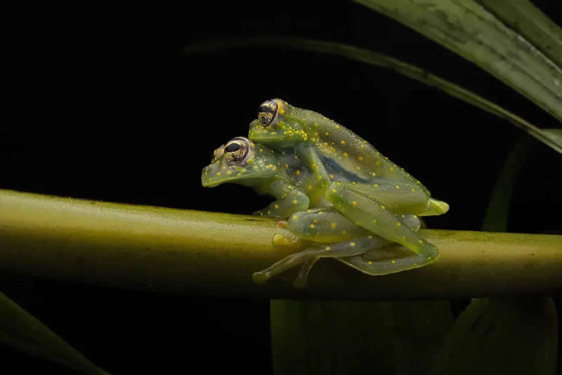 AAP Magazine Nature Photography Winners