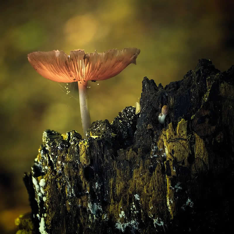 AAP Magazine Nature Photography Winners