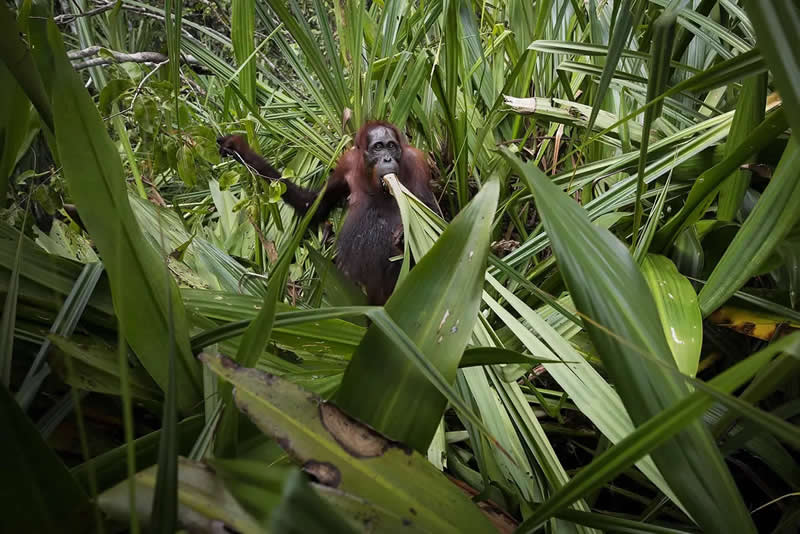 AAP Magazine Nature Photography Winners