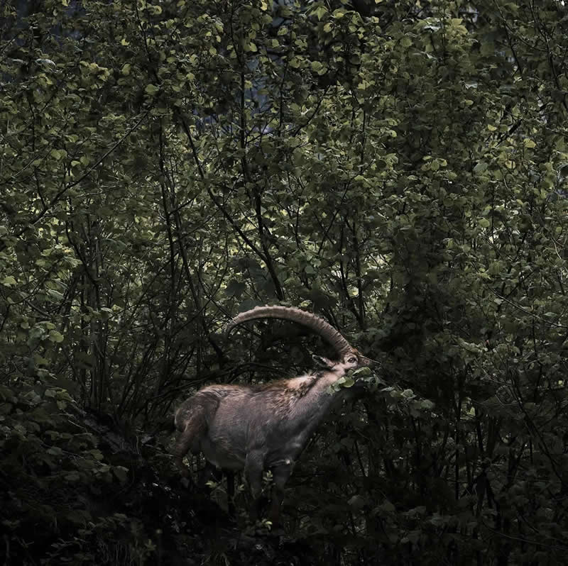 AAP Magazine Nature Photography Winners