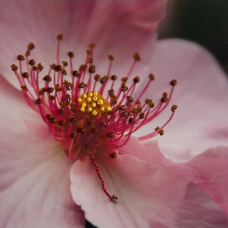 AAP Magazine Nature Photography Winners