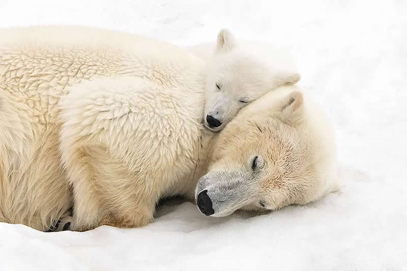 AAP Magazine Nature Photography Winners