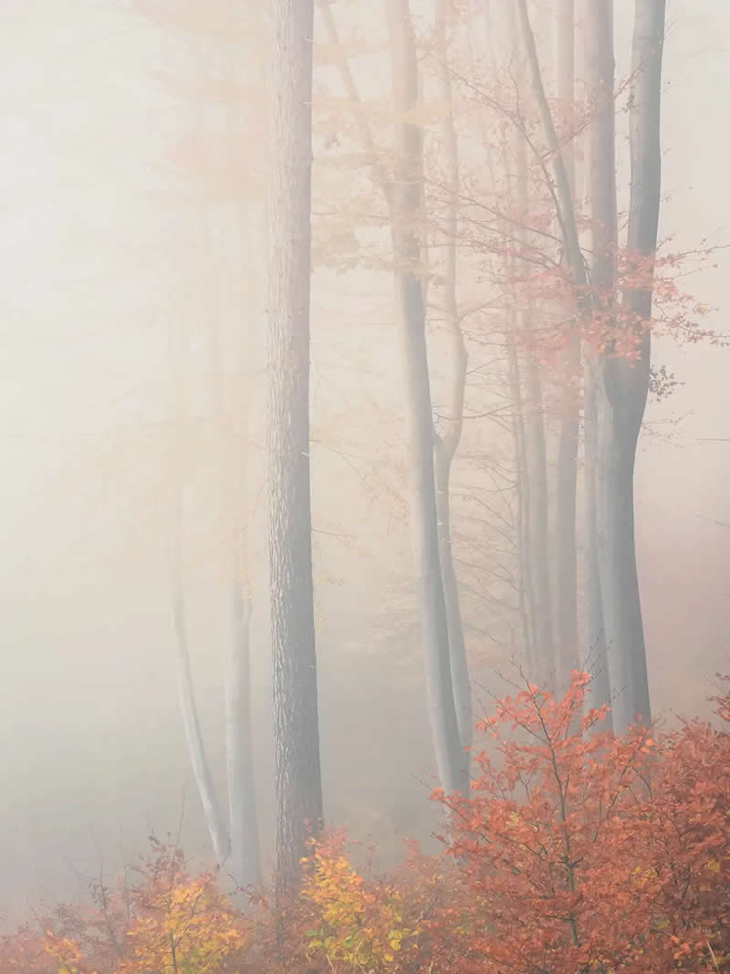 AAP Magazine Nature Photography Winners