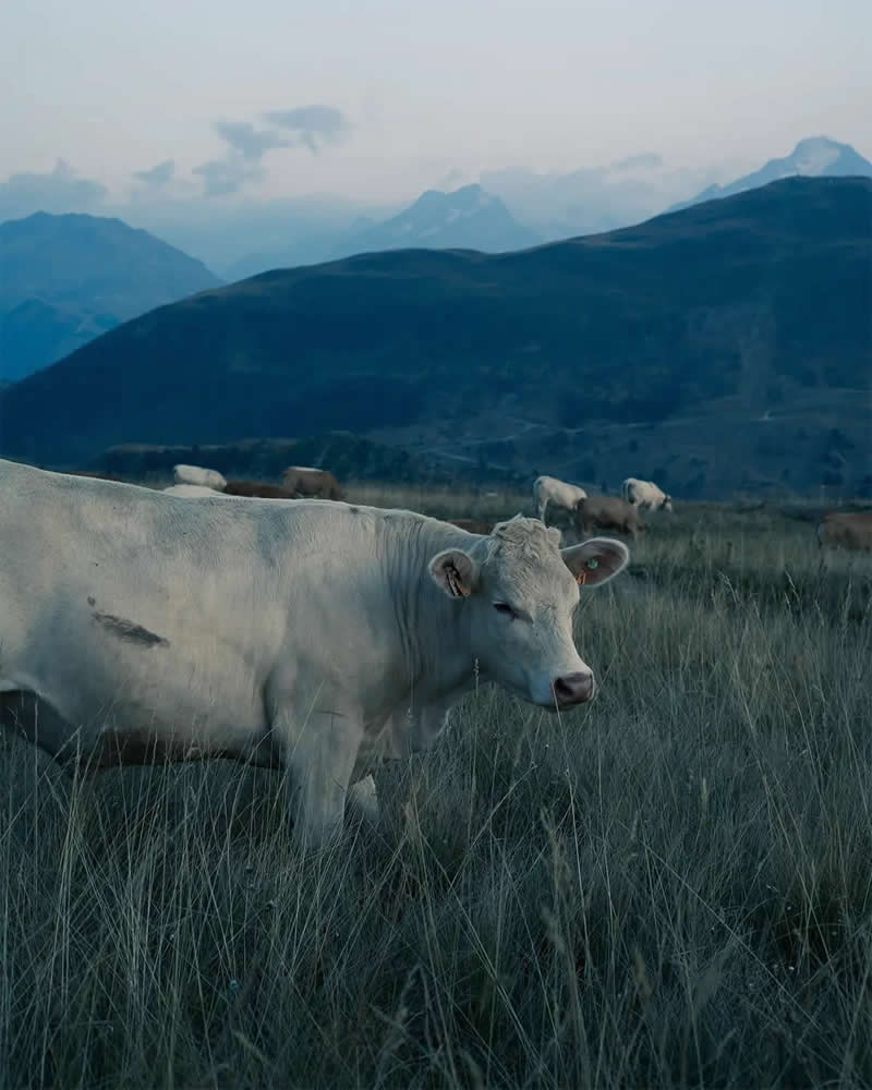 AAP Magazine Nature Photography Winners