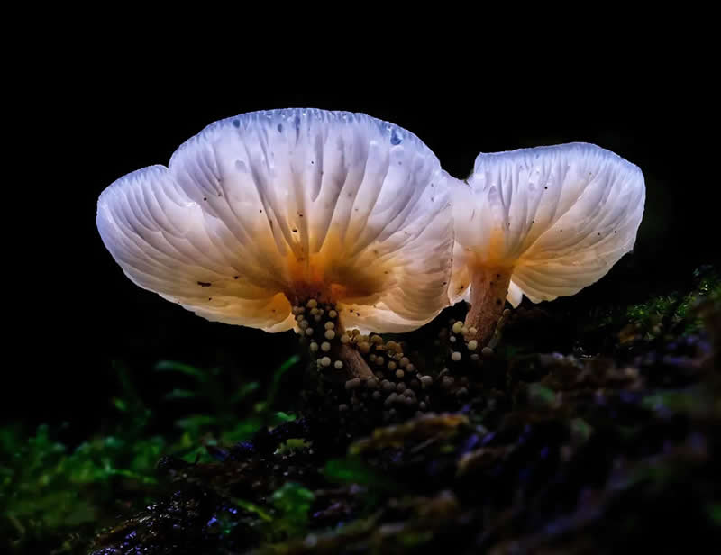 AAP Magazine Nature Photography Winners