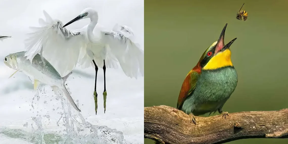 Egret catching fish and bee eater with wasp