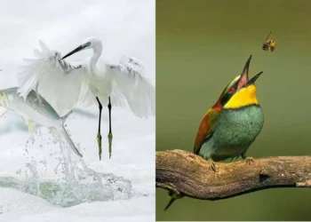 Egret catching fish and bee eater with wasp