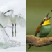 Egret catching fish and bee eater with wasp