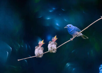 33 Wildlife Photographers Every Nature Lover Should Know